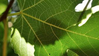 树叶最新爆料视频大全,揭秘娱乐圈幕后真相